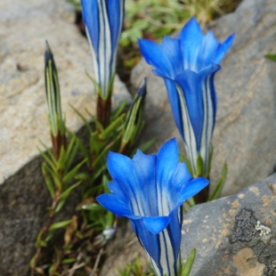 Gentiana caelestis